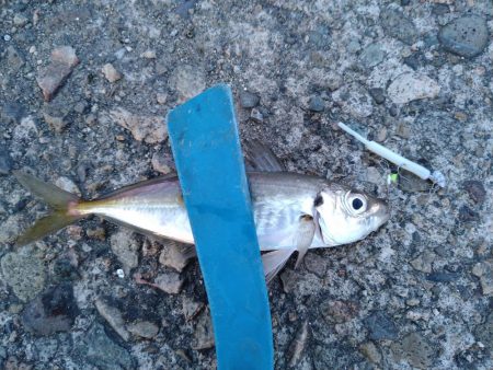 アジもガシラも小さい